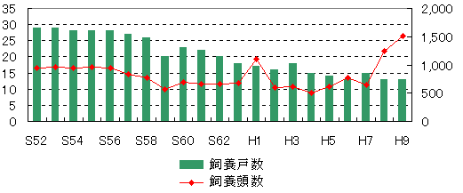 乳用牛