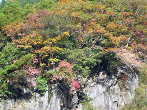 2005　秋の紅葉