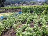 学習 写真