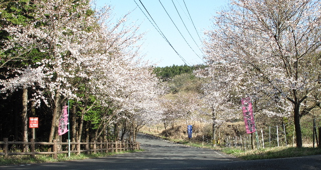 h210327子安河原観音桜木.JPG