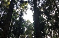 山